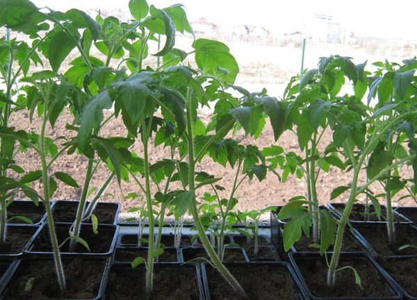  Mudas crescidas são plantadas no chão em ângulo