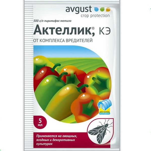  Aktellik - uma das drogas mais eficazes para combater a mosca branca