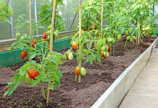  Ao plantar tomates com outros vegetais, você deve instalar uma divisória na estufa