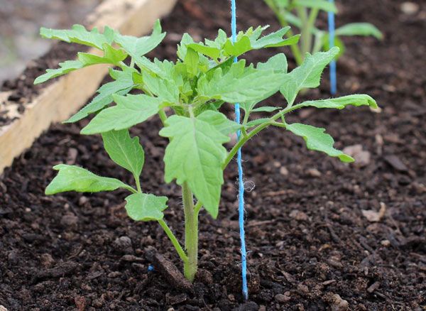  Para uma boa germinação de mudas deve cumprir as recomendações.