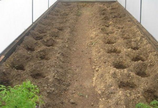  A melhor solução para plantar tomates é um pedido de xadrez