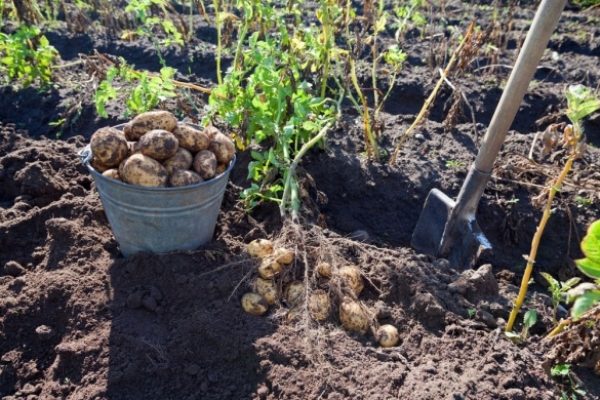  Per ottenere non uno, ma due raccolti di patate, è necessario raccogliere il primo raccolto precoce in condizioni di tempo nuvoloso, raccogliere i tuberi e quindi piantare un cespuglio di patate per la seconda volta, facendo fuoriuscire abbondantemente un buco con acqua