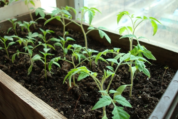Para plantar mudas para tomates em crescimento pode ser em terreno aberto e fechado
