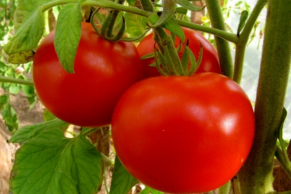  Tomate de variedade gênica: descrição e características da variedade, plantio e cuidado