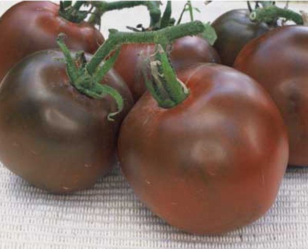  Variedade de Tomate Príncipe Negro
