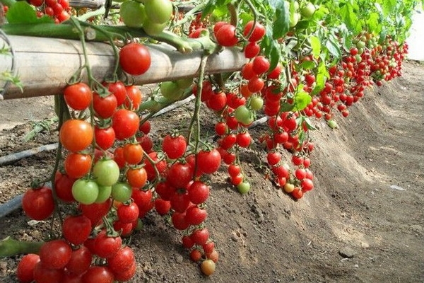  A terra natal dos tomates é a América do Sul, eles se tornaram uma cultura bem conhecida apenas no século XIX.