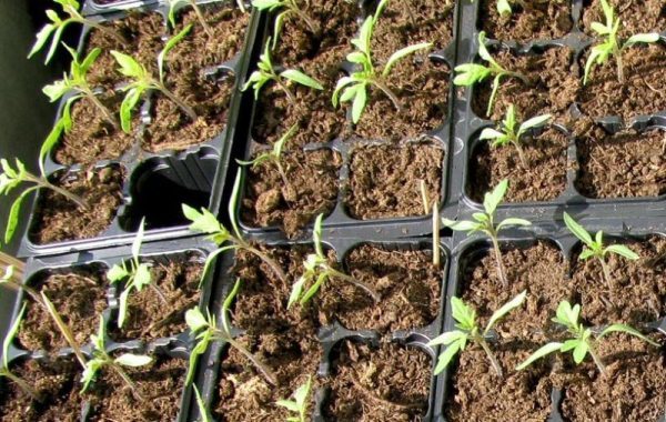  Regras especiais para o cuidado da variedade Iniciante não existe
