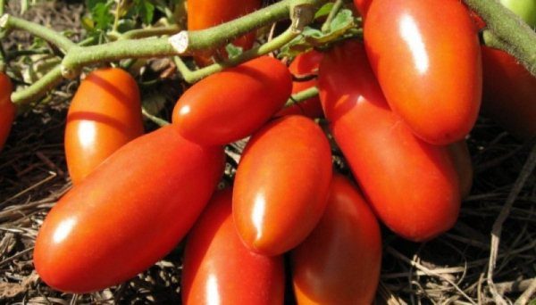  A cor dos frutos de tomate Novato vermelho ou rosa, e, em suas características, eles não diferem entre si