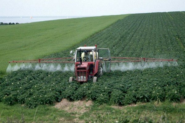  Erbicidul de acțiune continuă va distruge coaja de protecție a materialului săditor, ceea ce duce la moartea plantei viitoare