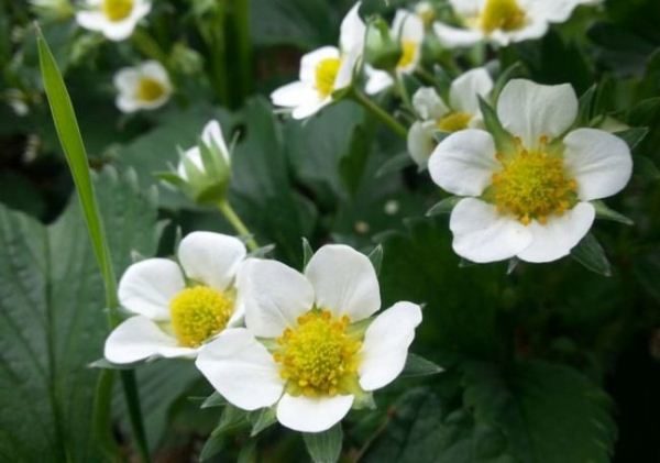  Fragole in fiore Kama inizia molto presto