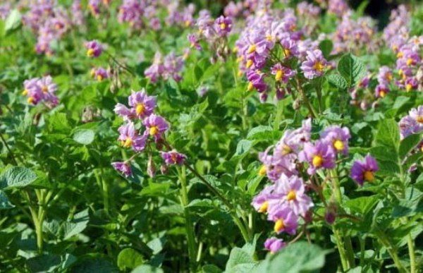  I cespugli di fiori di varietà Aurora sono di breve durata, ma molto belli