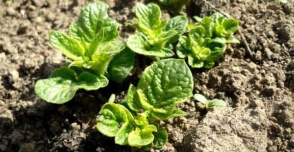  Le misure di irrigazione della varietà Impala sono raramente raccomandate, ma le rendono il più abbondanti possibile.