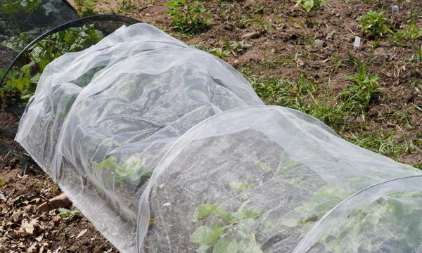  For the winter Tuscany strawberries should be covered, as the variety does not withstand frost more than 10 degrees
