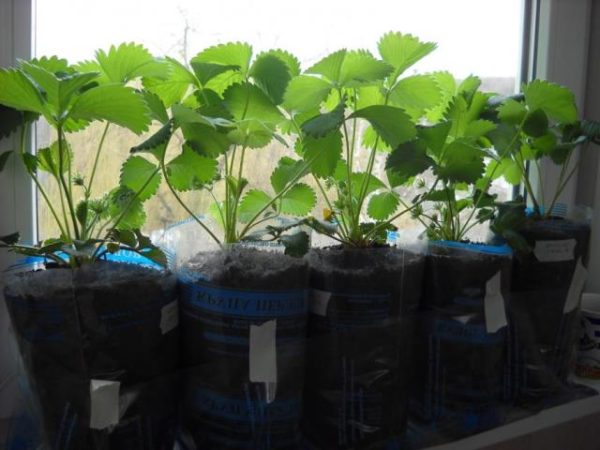  Cleri strawberry seedlings at home