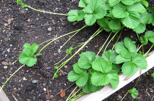  Breeding strawberry mustache
