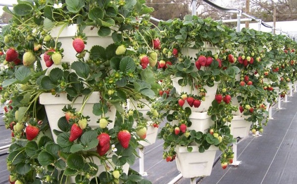  strawberry growing