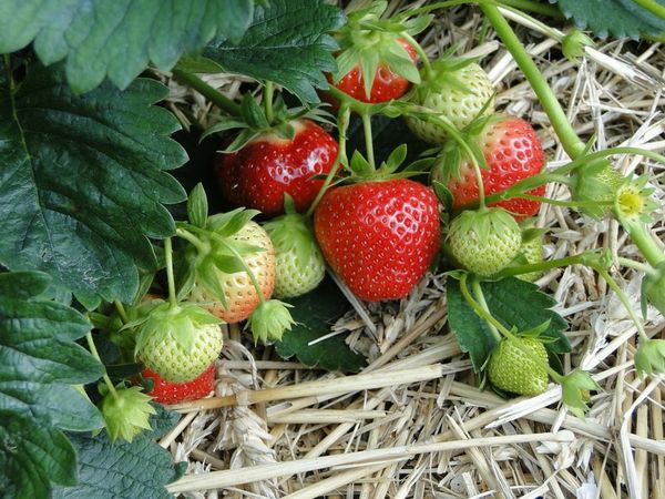  Victoria - large-fruited strawberry variety