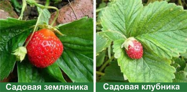  The difference in the size of the berries