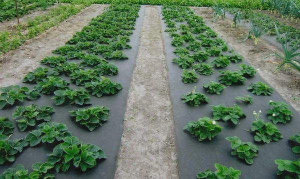  The ground around the beds can be covered with dark agrofibre.