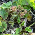  Defeat Strawberry Mite