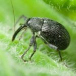  Weevil