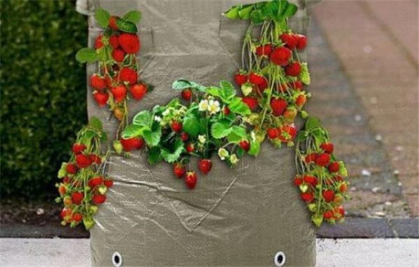  Strawberries in a bag