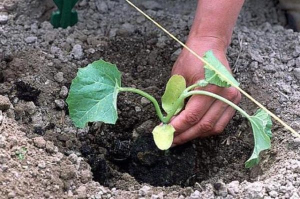  Planting watermelon seedlings