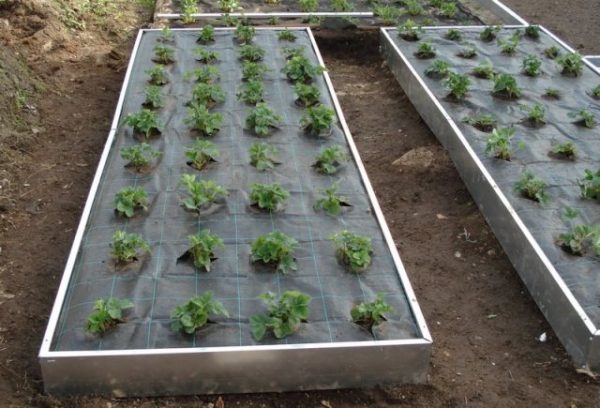 Strawberry garden bed