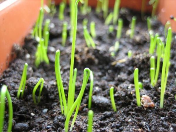  Seed onions