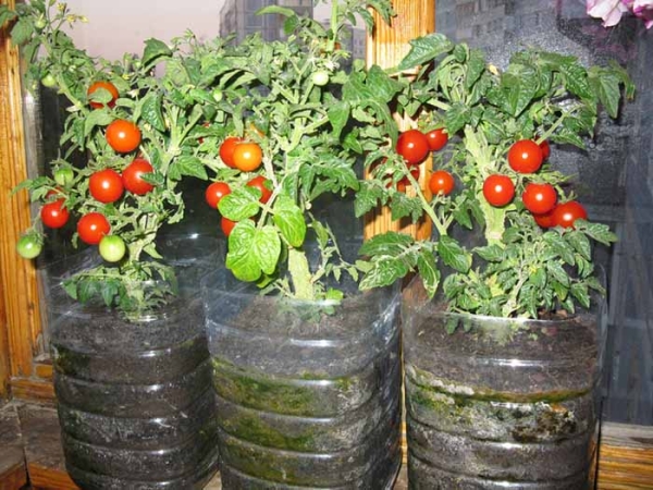  Um método de cultivo de tomates em garrafas plásticas inventadas no Japão
