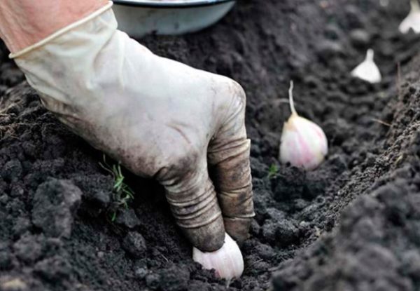  Plantacion de chalota