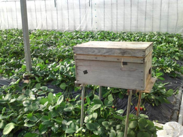  If the greenhouse is large, you can make it a hive