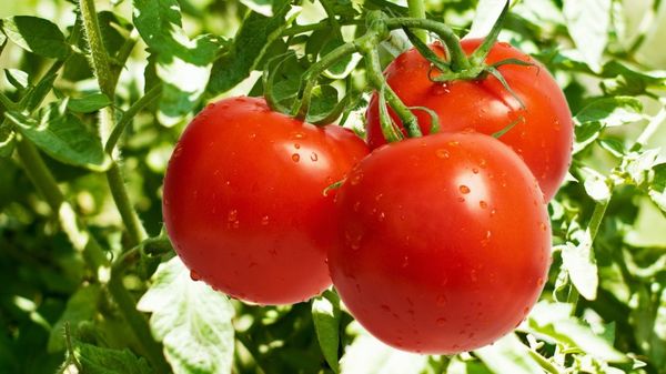  Tomate crescente