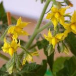  Flores de tomate