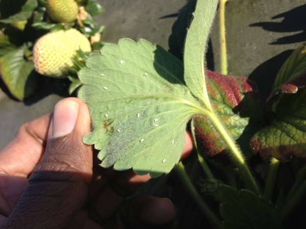  Whitefly fragola su foglie di fragola
