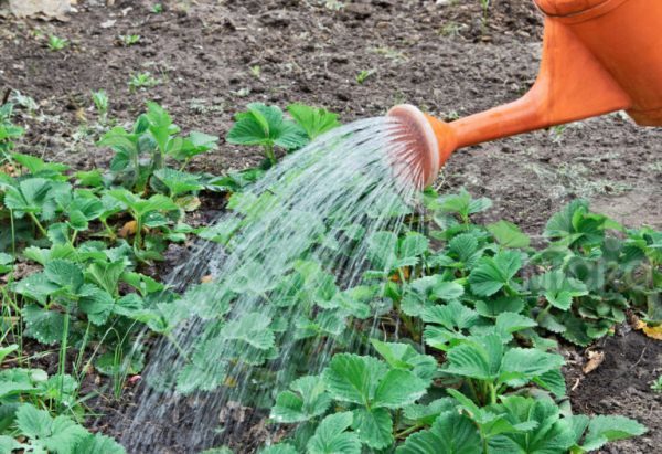  For watering strawberries Lambada, you must use water, the temperature of which is not lower than 15 ° C