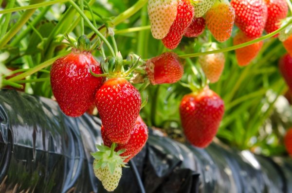  Strawberries in plastic bags