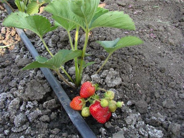  Morning hours are considered the best time for watering strawberries.