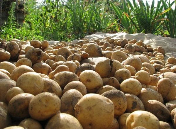  coltivazione di patate