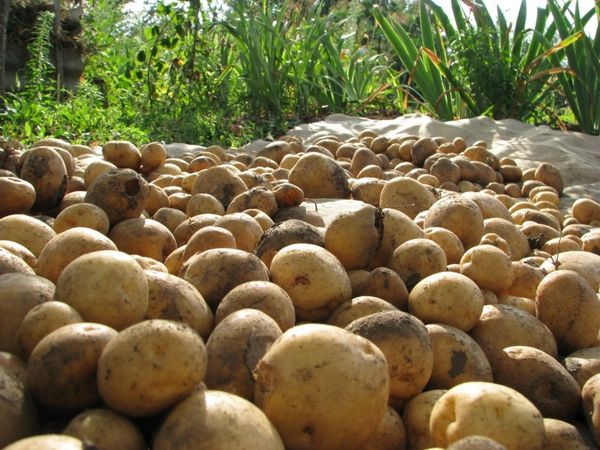  coltivazione di patate