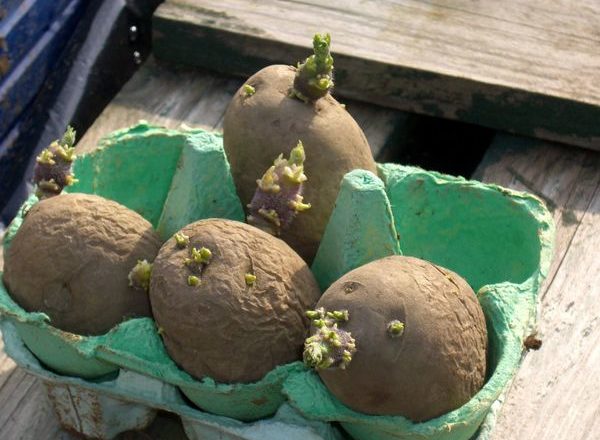  patate germogliate