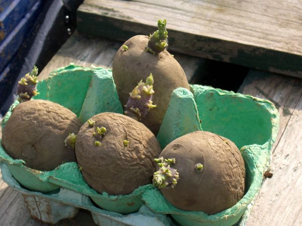  patate germogliate