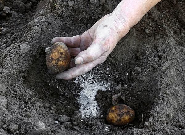  fertilizzante per patate