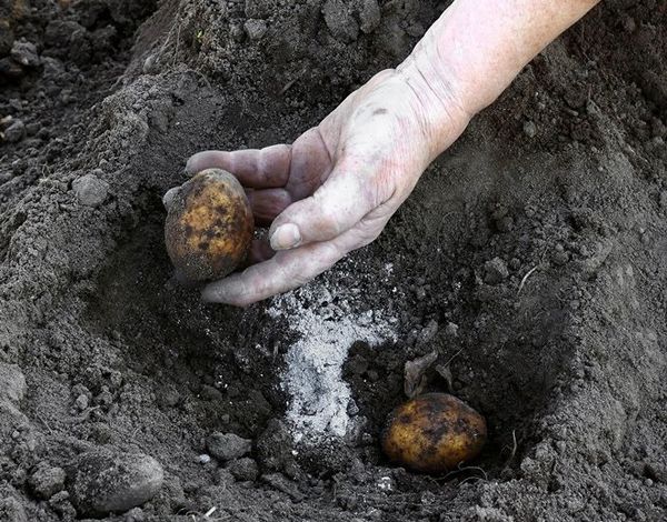  fertilizzante per patate