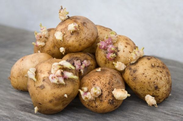  patate