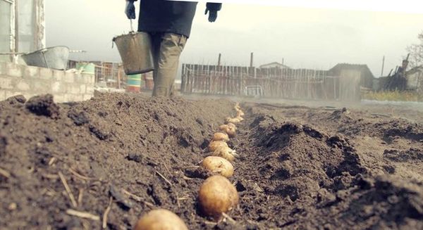  piantare patate