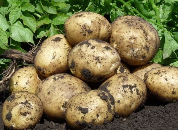  gala di patate
