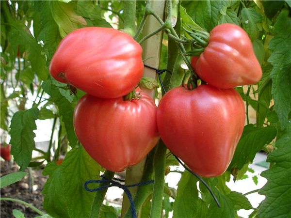  coração de touro de tomate