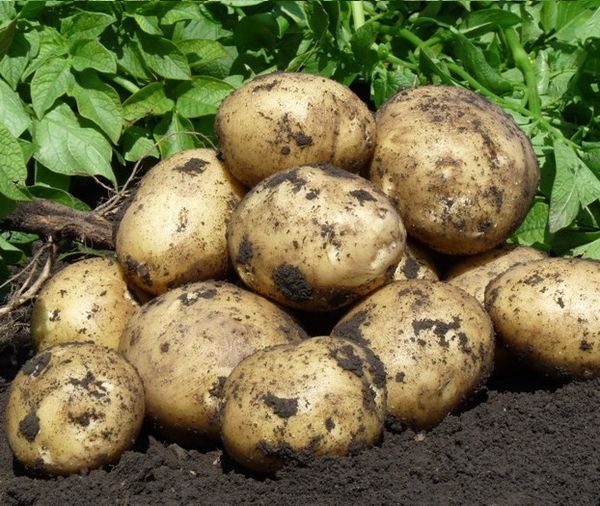  potato gala