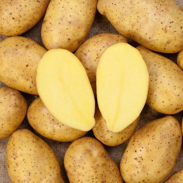  Zakura è adatto per fare puré di patate.